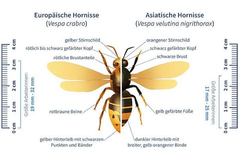 Verlgeich Europäische und Asiatische Hornisse