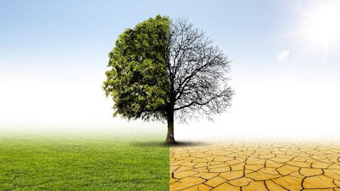 Baum in zwei Hälften eingeteilt, linke Hälfte grün und mit Blättern, rechte Häflte kahl und verdorrt