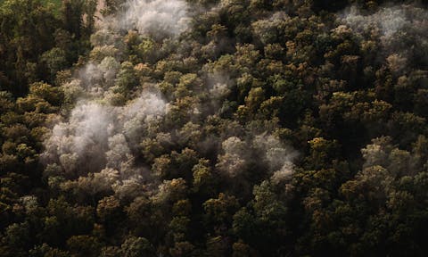 Remchinger Wald im Nebel