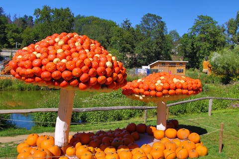 Pilze aus Kürbissen bei der Kürbisausstellung